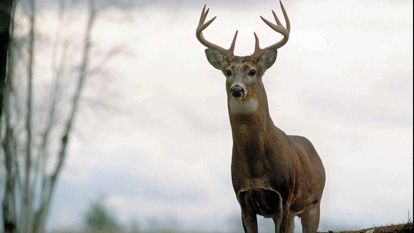 Deer Processing Near Me: What to Search For