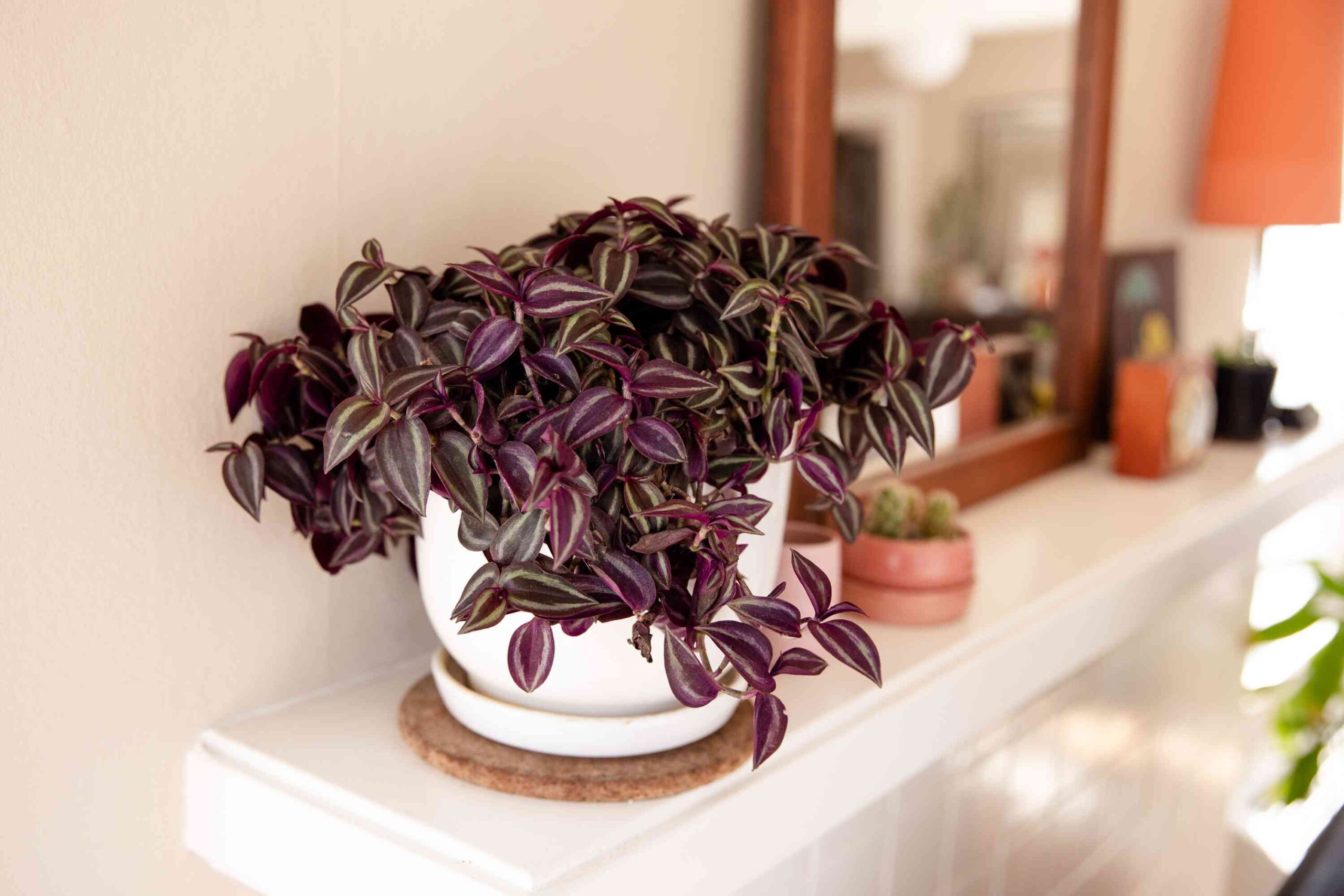 How to Care for a Wandering Jew Plant