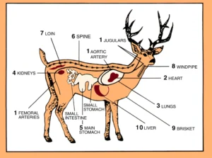 Kinds of Handling Administrations Presented by Deer Processors