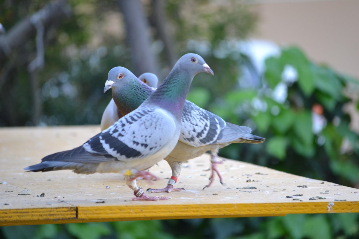 Ramos Buchones: The Ultimate Breed Profile and Care Tips for Pigeon Enthusiasts