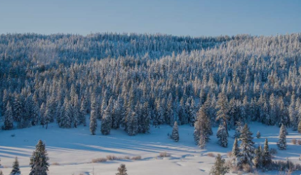 Establishing a Siskiyou County Grapevine Garden