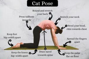 Benefits of cat pose for Experienced Yogis